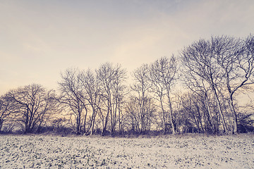 Image showing Winter scenery with trees on a row