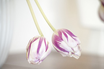 Image showing Tulips on violet colors hanging down