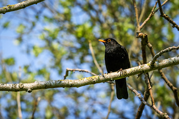 Image showing Blackbird sitting on a branch in a tree