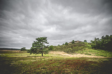 Image showing Lonely tree on dry plains with heather plants