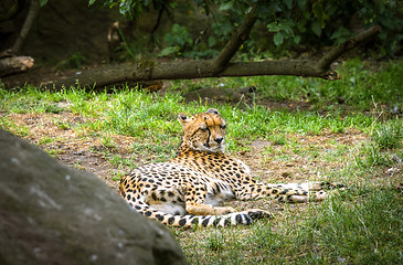 Image showing Cheetah relaxing in the sun on green grass