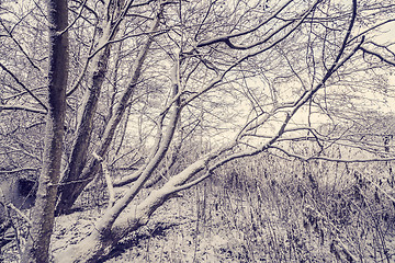 Image showing Trees covered with snow in the forest