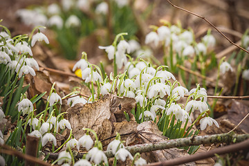 Image showing White snowdrop flowers growing in a forest