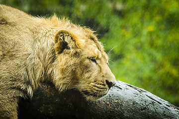 Image showing Female lion trying to sleep on a rainy day in the outdoors