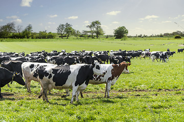 Image showing Group of cattle on a green field in the spring