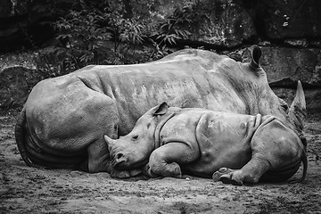Image showing Rhino calf sleeping up against the mother