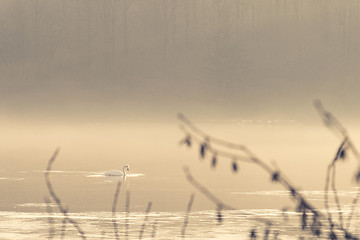 Image showing Swan taking a morning swim on a misty lake