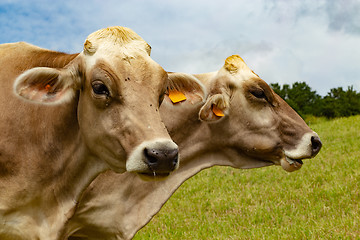 Image showing Aubrac cows