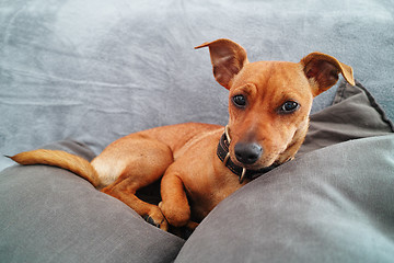 Image showing Miniature Pinscher dog over gray sofa