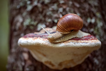 Image showing Helix pomatia also Roman snail, Burgundy snail