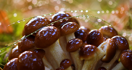 Image showing Armillaria Mushrooms of honey agaric In a Sunny forest in the ra