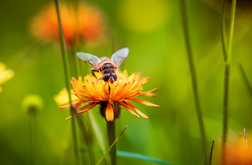 Image showing Bee collects nectar from flower crepis alpina