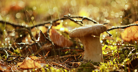 Image showing Mushroom Boletus In a Sunny forest in the rain.