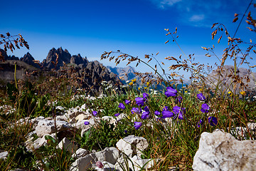 Image showing Abstract background of Alpine flowers.