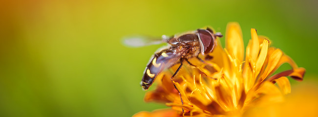 Image showing Bee collects nectar from flower crepis alpina