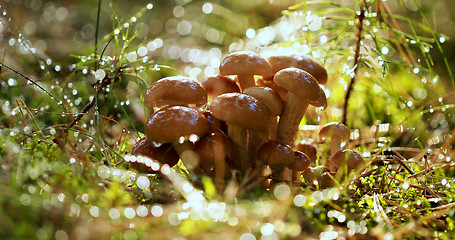 Image showing Armillaria Mushrooms of honey agaric In a Sunny forest in the ra