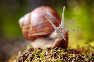 Image showing Helix pomatia also Roman snail, Burgundy snail