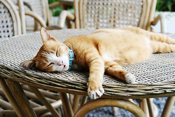 Image showing Sleeping cat