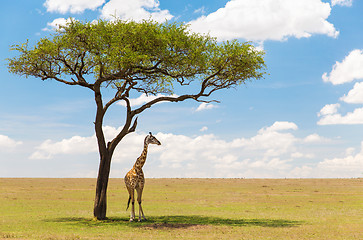 Image showing giraffe under a tree in african savanna