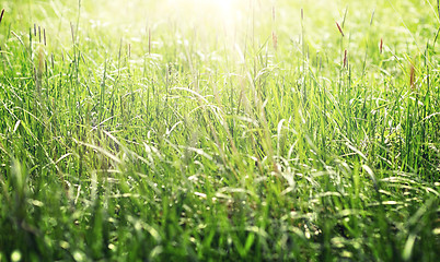 Image showing grass growing on meadow or field