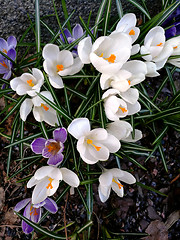 Image showing blossoming violet and white crocuses