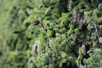 Image showing green hedge of fir trees with cones