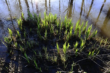 Image showing green shoots on the shore during high water