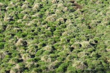 Image showing marshland with hummocks in the spring