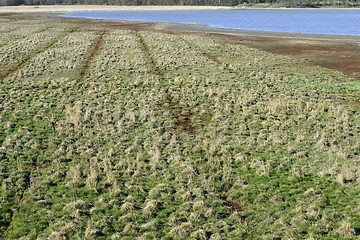 Image showing marshland with hummocks in the spring