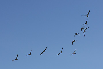 Image showing flock of geese on blue sky 