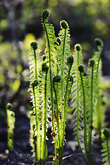 Image showing shoots of the fern