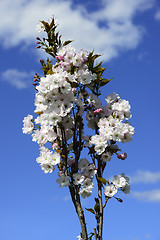 Image showing blooming cherry against the blue sky 