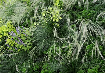 Image showing floral background with plants and flowers