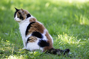 Image showing tricolor cat sitting on a green lawn