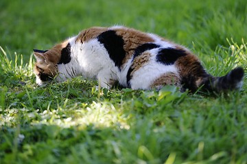 Image showing tricolor cat walks on a green lawn