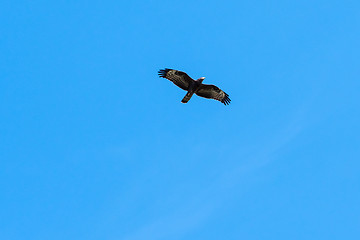 Image showing Migrating bird of prey