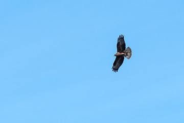 Image showing Awesome bird of prey in flight