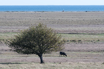 Image showing Lone grazing sheep in a wide grassland