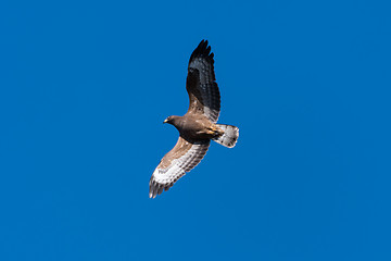 Image showing European Honey Buzzard with spread wings