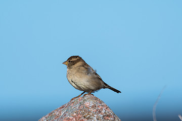 Image showing Female House Sparrow on a stone