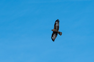 Image showing Mighty bird of prey by blue skies