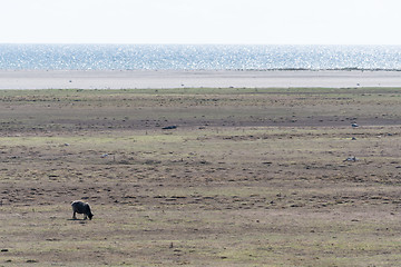 Image showing Alone grazing sheep