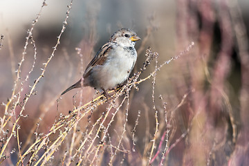 Image showing House Sparrow sitting on a straw