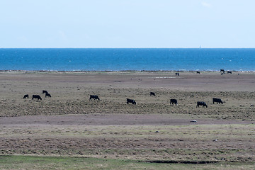 Image showing Grazing cattle by seaside