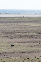 Image showing Alone grazing black sheep