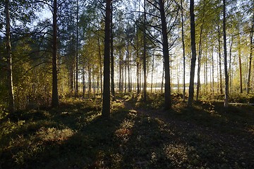 Image showing autumn forest in Finland