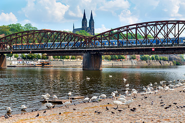 Image showing Swans near Railway bridge