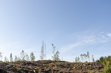 Image showing Clear cut forest area