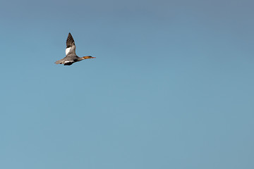 Image showing Flying Goosander duck against blue skies