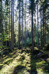 Image showing Backlit spruce tree forest